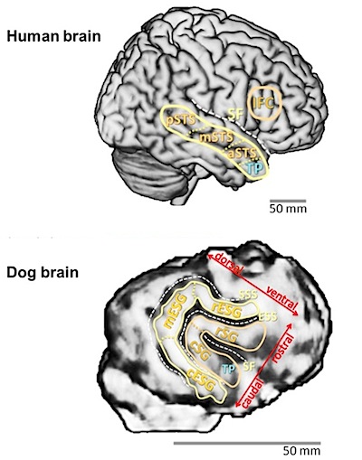 Отек мозга у собаки. Головной мозг собаки анатомия.