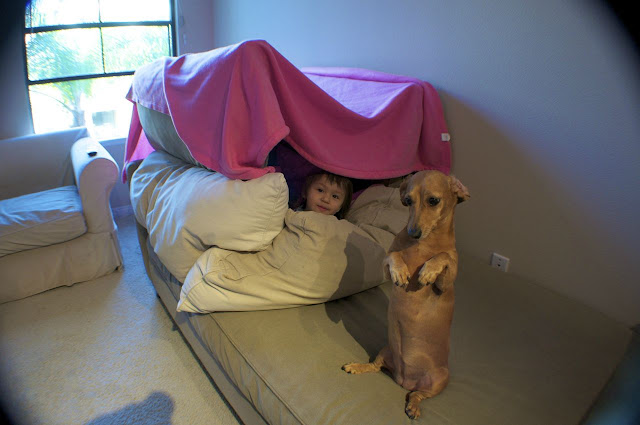 A dog sits like human guarding pillow fort with little girl  inside the fort, cute dog pictures, cute dogs