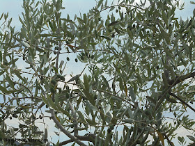 Olives growing for hopeful harvest in November Valleriana
