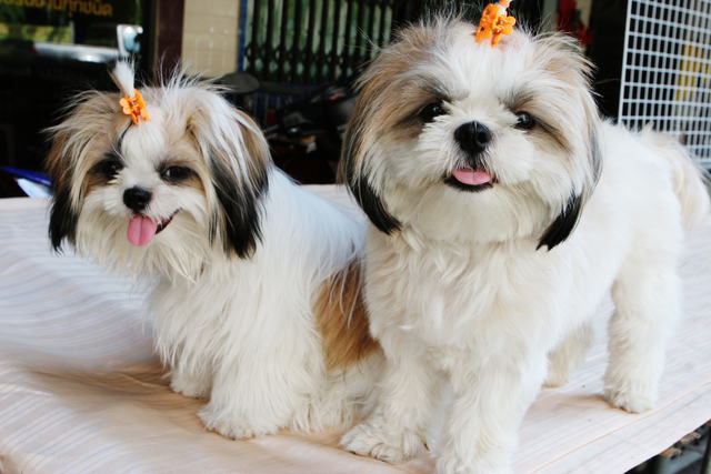 5. Caroços no corpo do shih tzu