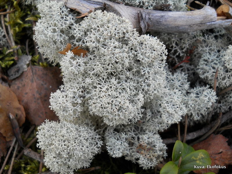 Kuvahaun tulos haulle jäkälät