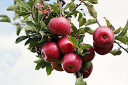 Khasiat dan Manfaat buah Apel untuk kesehatan.