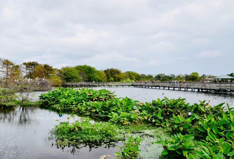 Wakodahatchee Wetlands bird preserve in Delray Beach is a great place to spend some time.| Ms. Toody Goo Shoes