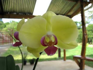Costa Rica orchid Costa Rica orchid