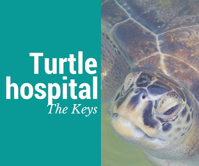 The Turtle Hospital 