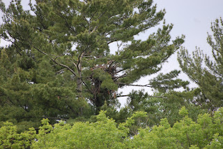 Eagle's Nest Photo by Trisha Field