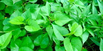 manfaat ubi jalar untuk kesehatan,untuk ibu hamil,jalar ungu,kegunaan daun ubi jalar,khasiat daun ubi jalar,kandungan daun ubi jalar,gizi daun ubi jalar,nutrisi daun ubi jalar, manfaat ubi jalar untuk kesehatan,untuk ibu hamil,jalar ungu,kegunaan daun ubi jalar,khasiat daun ubi jalar,kandungan daun ubi jalar,gizi daun ubi jalar,nutrisi daun ubi jalar,