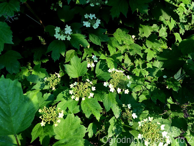 Kalina koralowa Viburnum opulus
