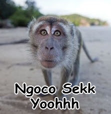 foto kata monyet lucu
