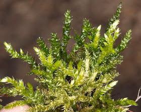 Brachythecium rutabulum.  Nashenden Down Nature Reserve, 14 April 2012.