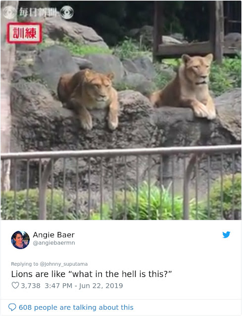 Japanese Zoo Performed A Lion Escape, And The Real Lions’ Reaction Was Priceless