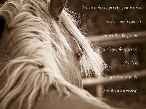 12 Inspirational Quotes With Horse Pictures Best Quote Hd