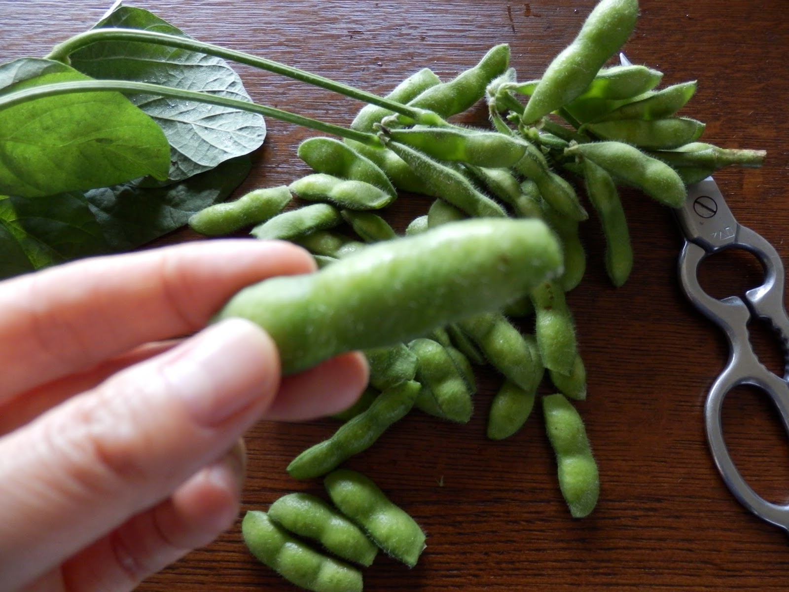 Something about Japan Edamame beans are the best nibbles to go with beer!