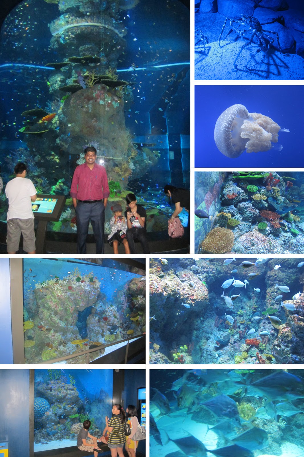 My Blog Singapore TripWorld Largest Aquarium