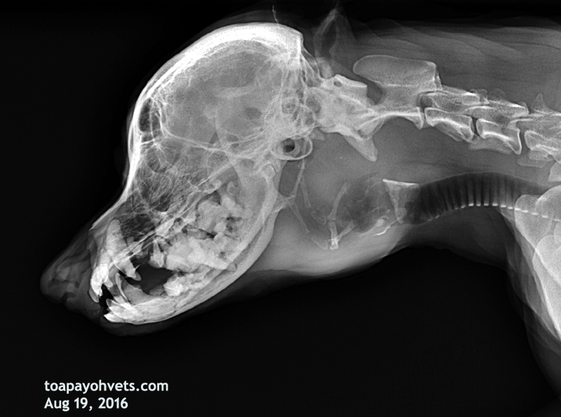 Be Kind To Pets, Vet case studies, Photography tips, Travel Stories