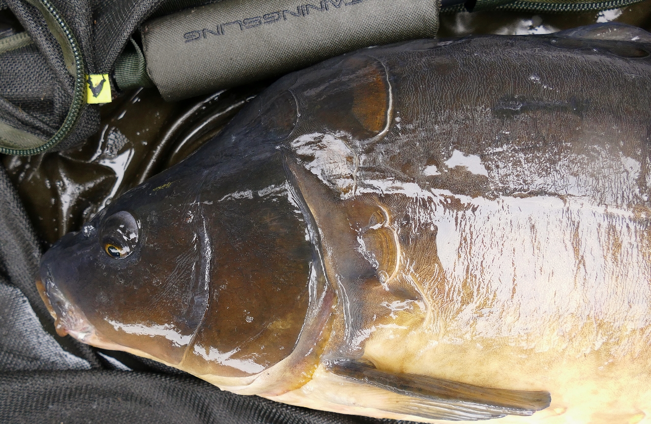 CARP RUSH TV | EPIC Monster Carp Fishing In Germany | Simon Crow Lands 76lb Black Spot 2 More 55lb Carp - Foto 7