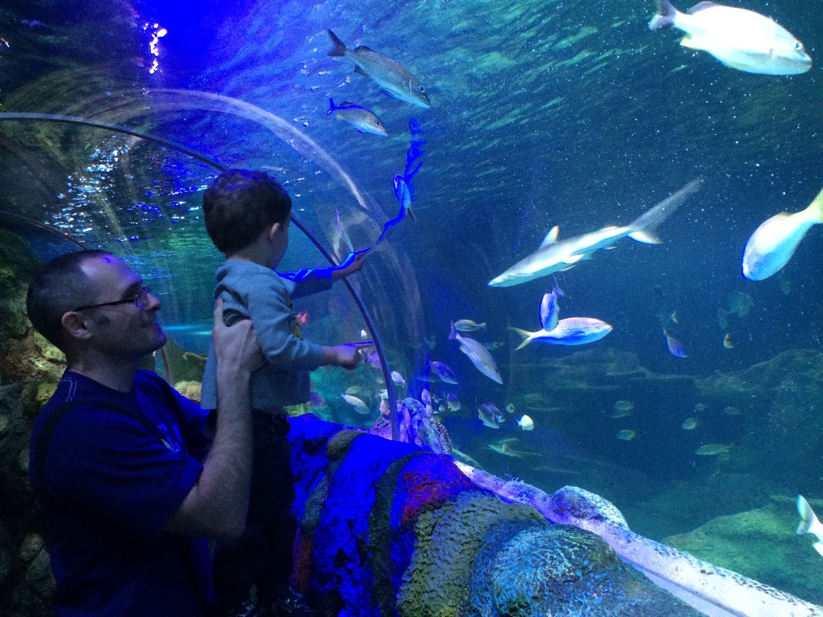 Discount SEA LIFE Aquarium Charlotte/Concord Admission Mom About