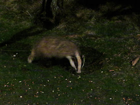 Badger, Scotland