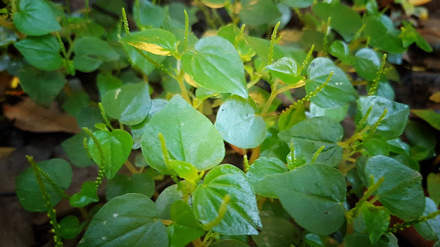 Herba Ketumpang Air Resep Herba Ketumpang Air