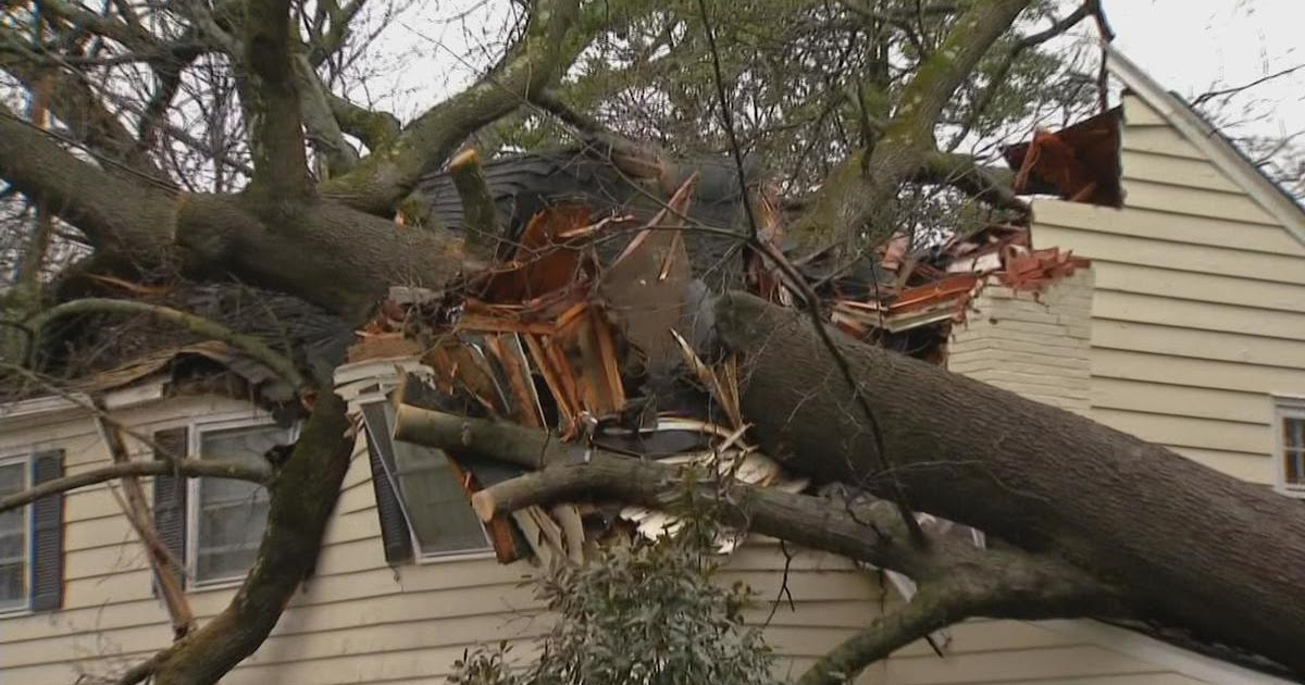 Top Tree Trimmer St Augustine, FL Is My Tree Going to Fall Over?