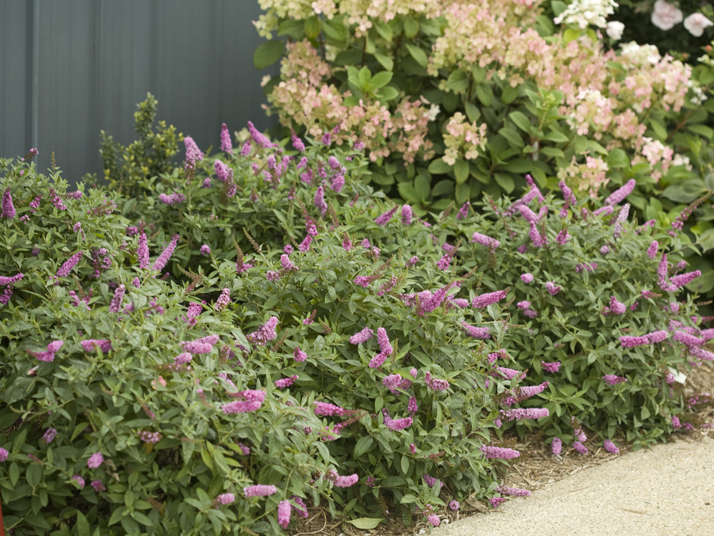 Proven Winners Colorchoice Plant Of The Week July 2018