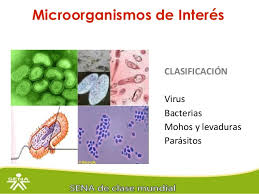 Los microorganismo de interés