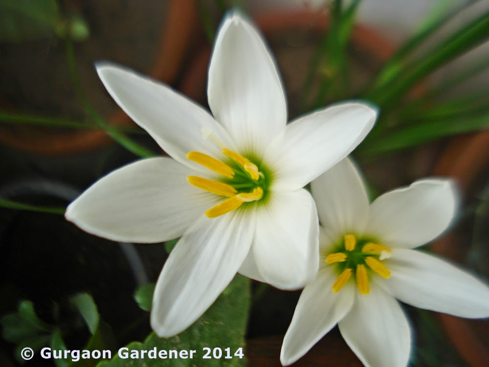 Gurgaon Gardener: White Flowers for Your Garden