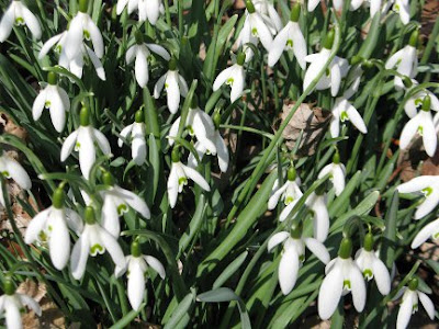 Galanthus nivalis white snowdrops by garden muses: a Toronto gardening blog Galanthus nivalis white snowdrops by garden muses: a Toronto gardening blog