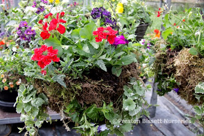 How To Make A Summer Hanging Basket How To Make A Summer Hanging Basket