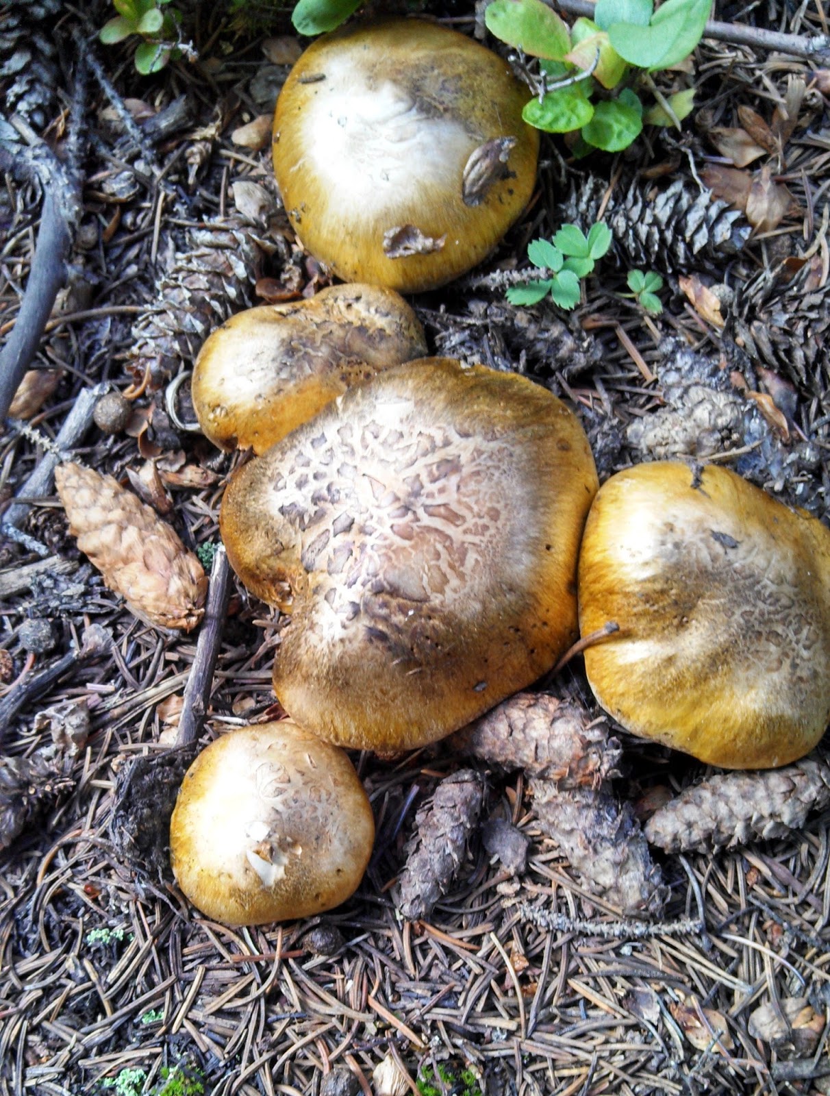 Souvenir Chronicles COLORADO THE GREAT MUSHROOM HUNT