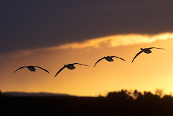 geese brent flying sunset into bird peregrine