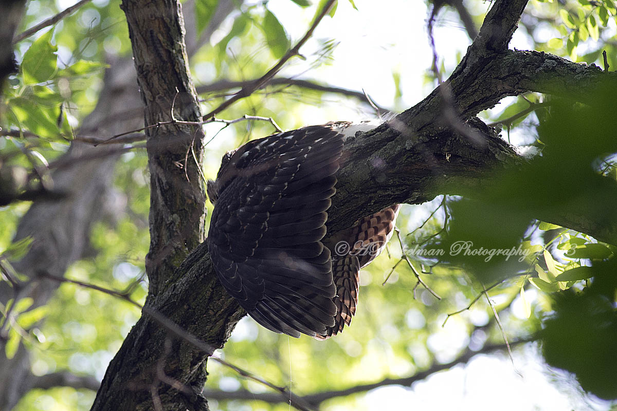 Cooper's Hawk Nest 2013 Wings wrapped around branch by eyas July 3, 2013