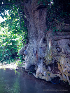 The Roots Of Big And Old Tree As Main River Border In Agricultural Area At Ringdikit Village, North Bali, Indonesia