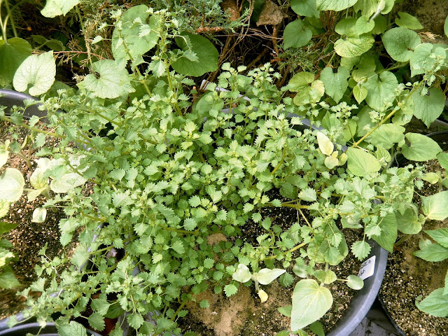 Urtica circularis