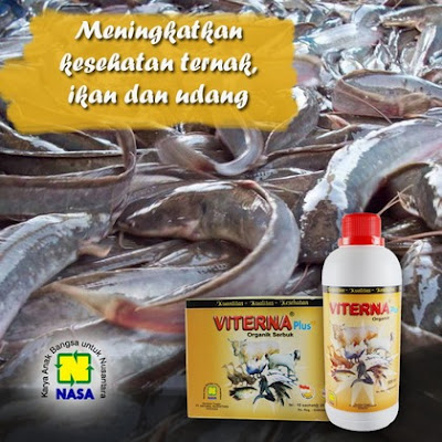 (VTNS) Viterna Serbuk - 250 gr 