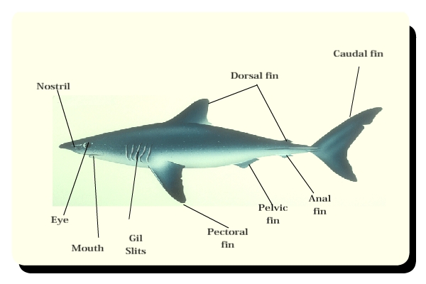 Anatomy of Porbeagle shark