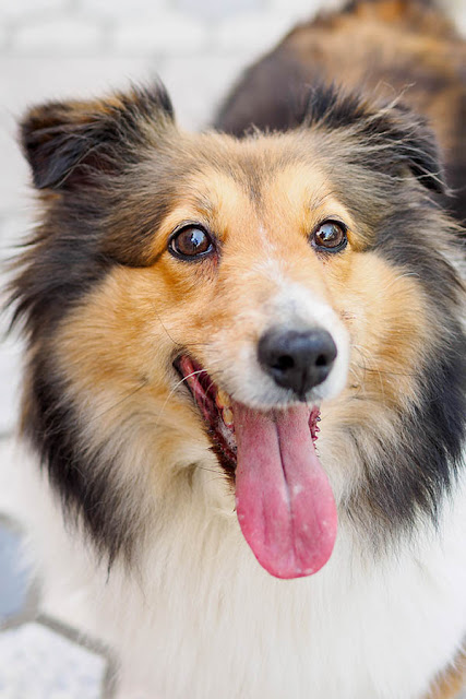 10 Dog Breeds With High Cancer Rates