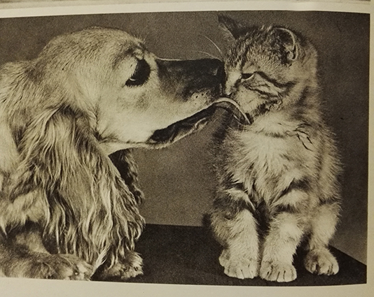 Kuinka suuri on koira penis