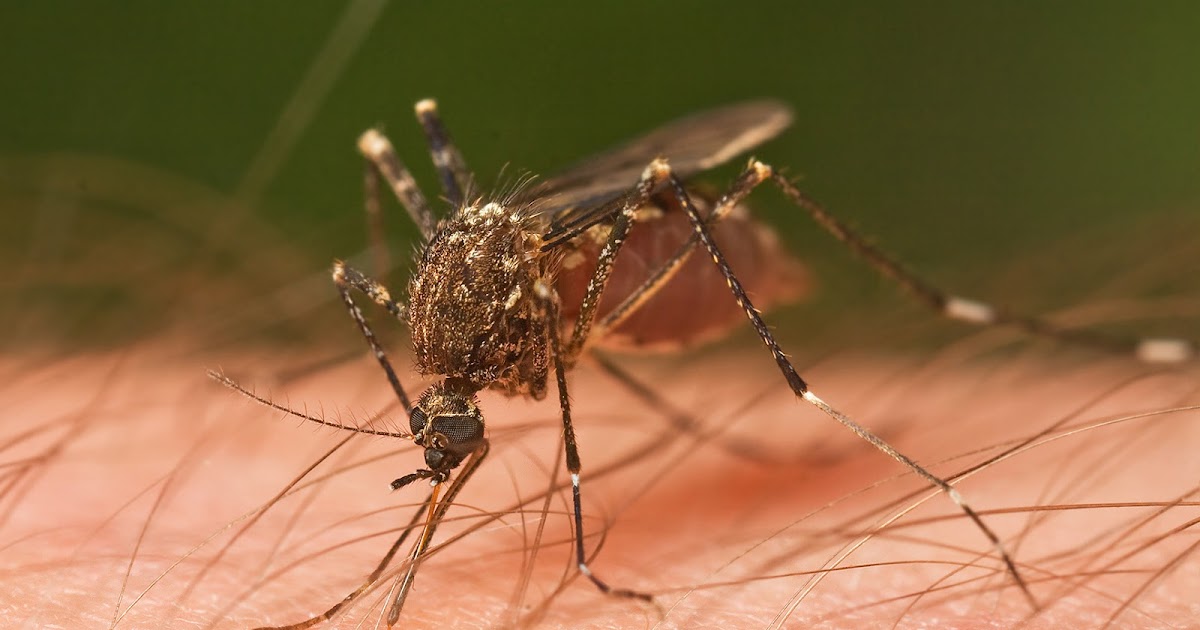 PENGERTIAN SIMBIOSIS, JENIS SERTA CONTOH GAMBARNYA - Pengertian Arti