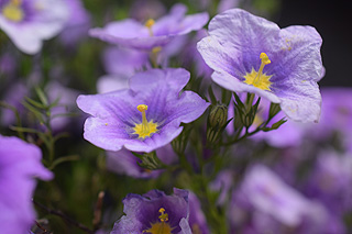 ニーレンベルギア