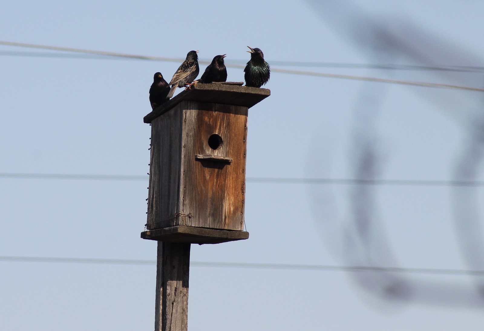 обыкновенный скворец в скворечнике. скворечник на дереве. скворец в скворечнике. скворечник на дереве. скворечник старый.
