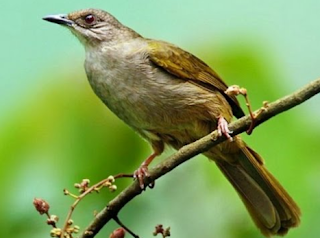 Download Suara Burung Kapas Tembak Masteran Download Suara Burung Kapas Tembak Masteran