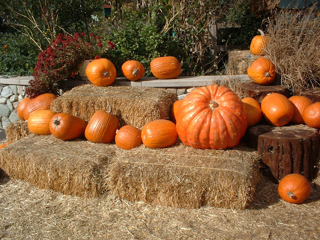 pumpkins on hay