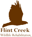 Flint Creek Wildlife Rehab