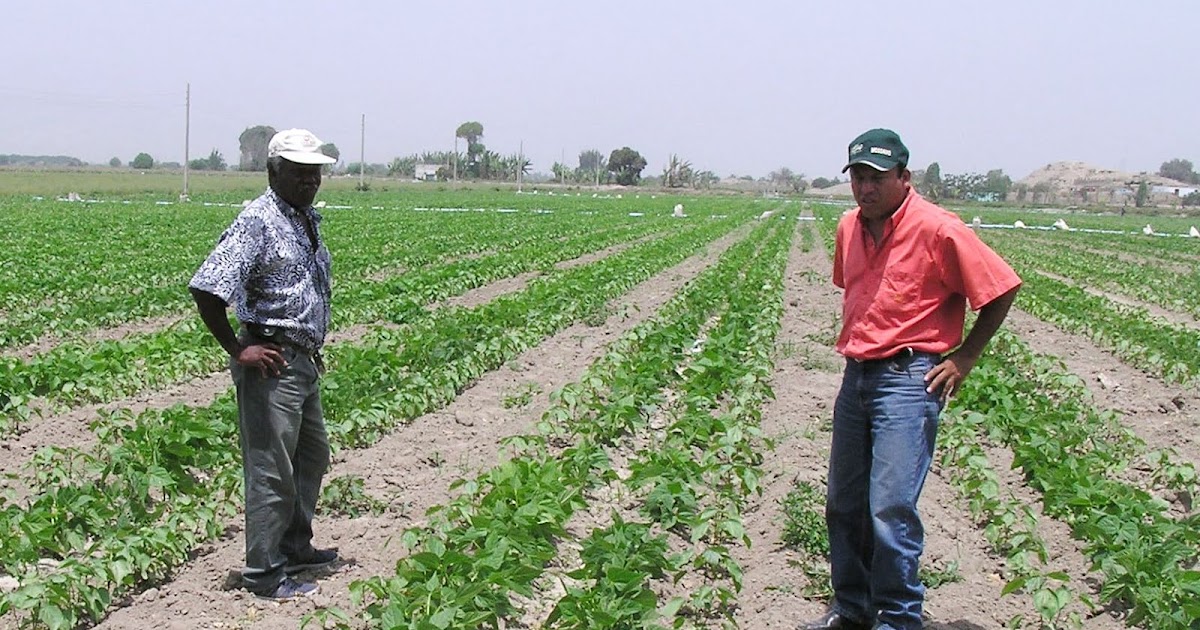 El Informante Reciben agricultores 7 mil