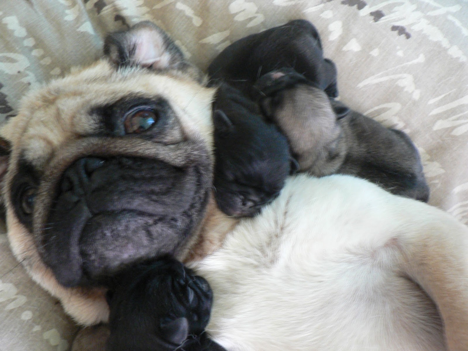 OLYMPIA KENNEL NEW LITTERS OF PUG PUPPIES