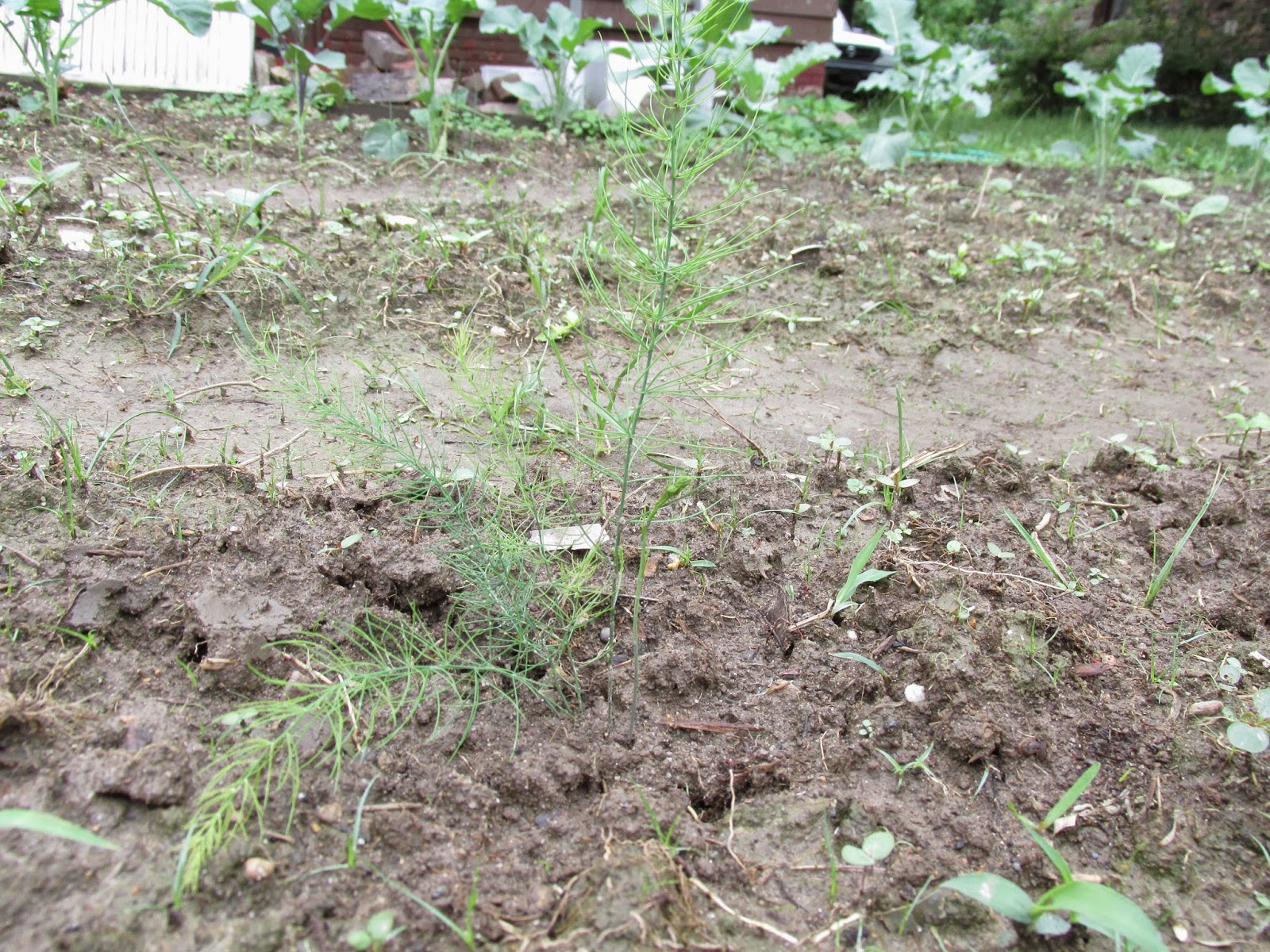 Kentucky Fried Garden Asparagus and Artichokes Planted Out in the Garden