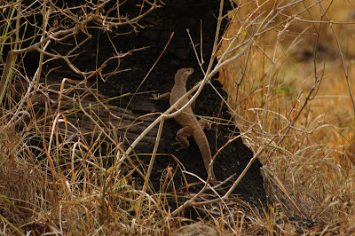 monitor lizard india, K Gudi Wilderness Camp