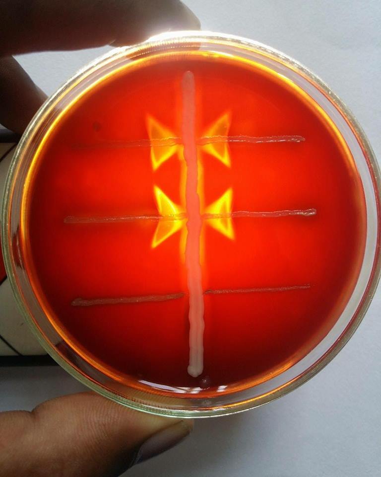 CAMP TEST Microbiology Lab Notes