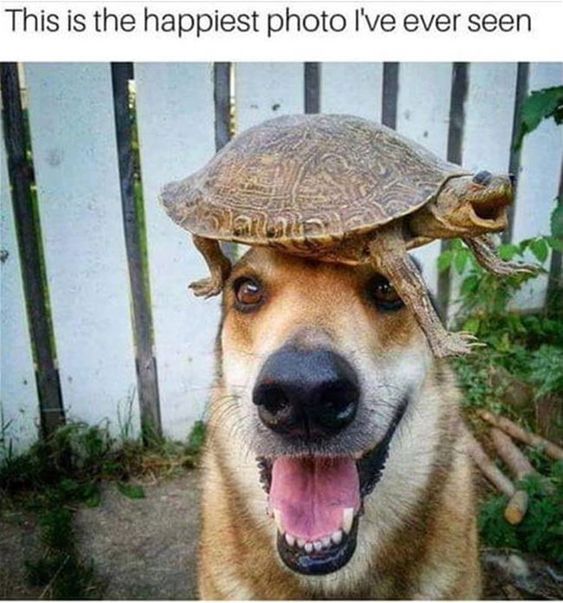 30 Of The Best Funny Animal Pictures - Amazing Pets For You